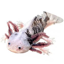 Mosaic Axolotl Morph